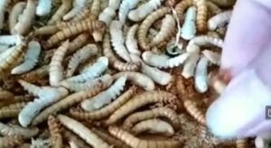 Peternak Ulat Hongkong Magelang